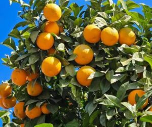 Gran Canarias